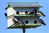 Purple Martin